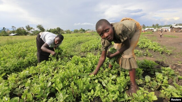 DRC Cuts Budget for Agriculture