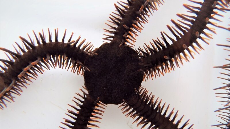 Sea Creature Sees Without Eyes