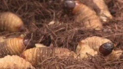 Related video about insect consumption
