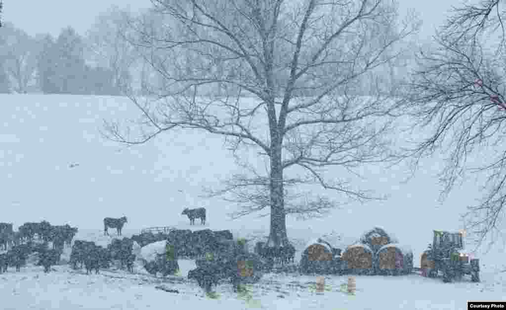 A snowy day on a cattle farm near Broad Run, three miles east of The Plains, Virginia, is a common scene in this cattle-farming area. (© Kenneth Garrett Photography)