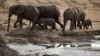 3 Poachers Jailed for Killing 81 Elephants With Cyanide