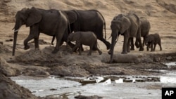 A herd of African elephants is pictured on Nov. 17, 2012, in Hwange National Park in Zimbabwe. (AP) 