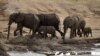 Racun Sianida Tewaskan 80 Gajah Lebih di Zimbabwe