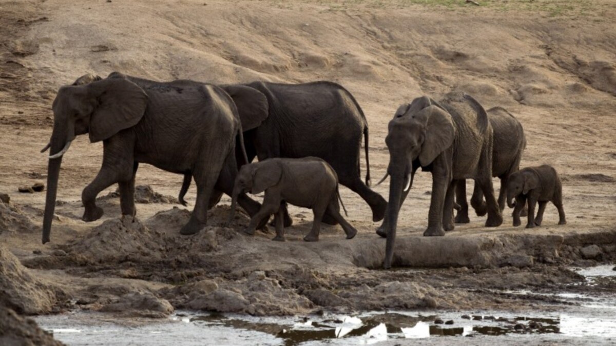 Cyanide Poisoning Kills More Elephants in Zimbabwe