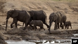 FILE - A herd of African elephants is pictured in Hwange National Park in Zimbabwe, Nov. 17, 2012. 