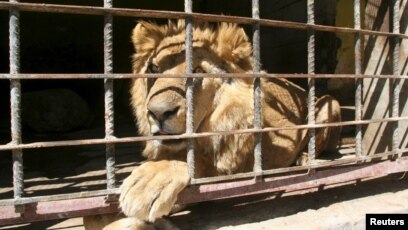 Zoo Animals Starve in Yemen City Shattered by War