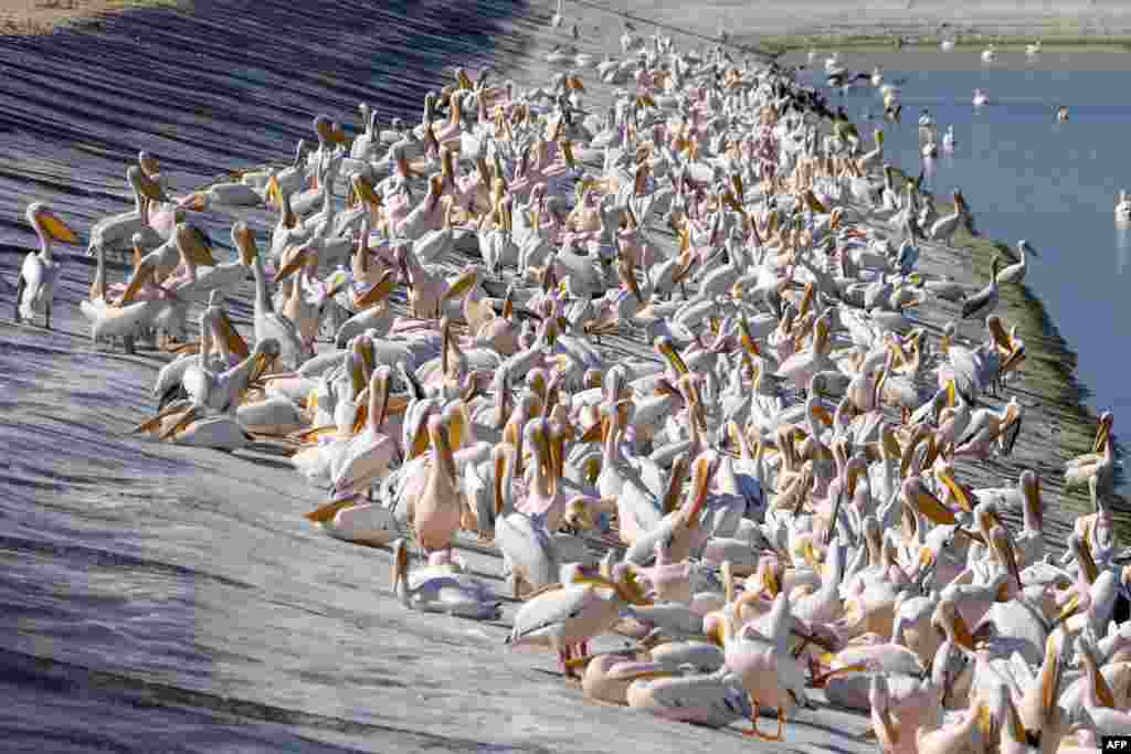 Great white pelicans are pictured at a reservoir in Mishmar HaSharon, north Israel's Mediterranean coastal city of Tel Aviv. Thousands of migrant Pelicans pass though Israel on their way to Africa. They pass through again when they return to Europe in the summer. 