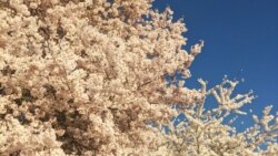 Cherry Blossoms reach their peak bloom at Tidal Basin, Washington, D.C.