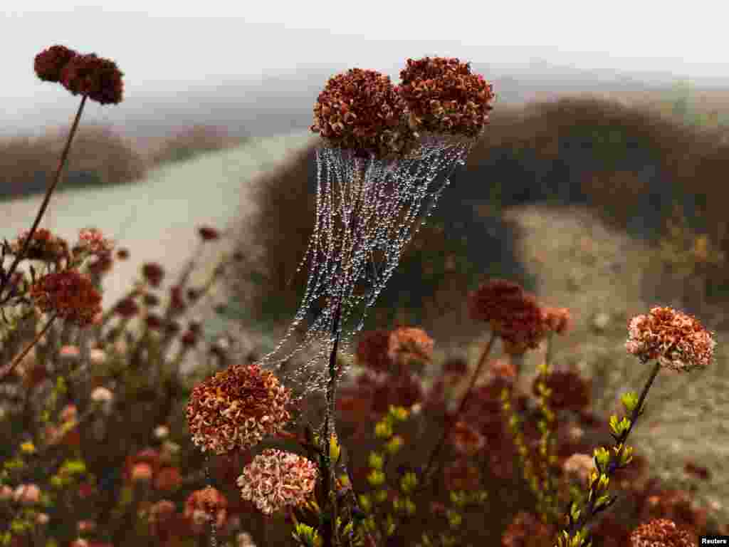 Drops of dew sit on a spider web in the early morning mist in Los Angeles, California, Aug. 19, 2019.