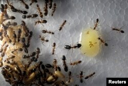 A view of ant larvae and ants feeding on honey, belonging to an enthusiast who rented a house to keep his ants, in Johor Bahru, Malaysia, April 19, 2017.