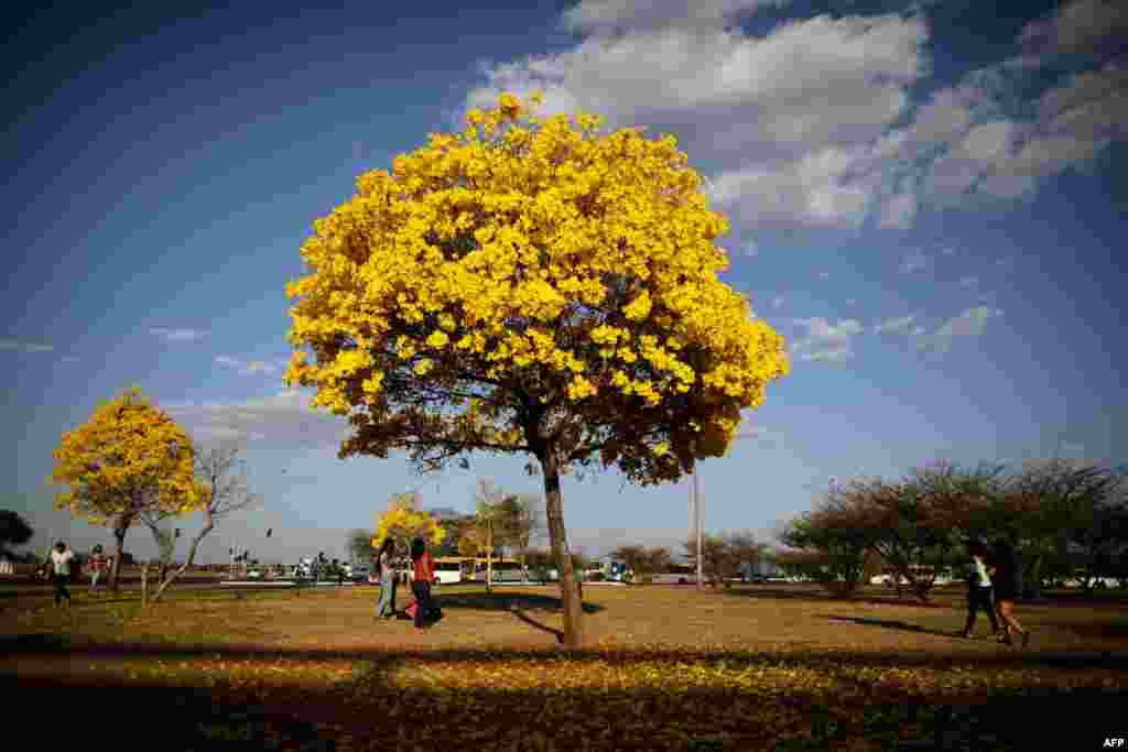 People walk by a yellow ipe or lapacho (Handroanthus serratifolius) in the central region of Brasilia, Brazil, September 1, 2020.