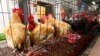 WHO: No Proof of Bird Flu Transmission to Humans in China