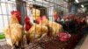 WHO: Belum Ada Bukti Virus Flu Burung H7N9 Menular Antar Manusia