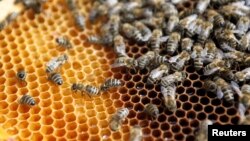 Trong số các nước bị áp thuế chống bán phá giá sơ bộ, mật ong Việt Nam bị áp thuế cao nhất.