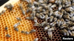 Arhiva - Pčele na saću (REUTERS/Srđan Živulović)