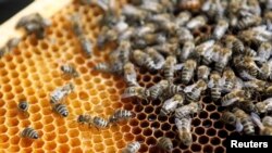 FILE - Bees are seen in a beehive on the roof of the cultural center Cankarjev Dom in Ljubljana August 6, 2011. (REUTERS/Srdjan Zivulovic)