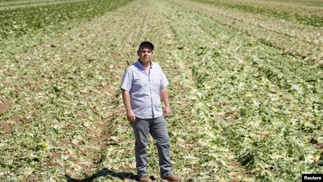 El granjero de California Jack Vessey muestra lo que queda de su campo de lechuga romana después de tener que ararlo debido a la pérdida del mercado de restaurantes durante el brote de la (COVID-19) en Holtville, California, EE.UU. Abril 15 de 2020.