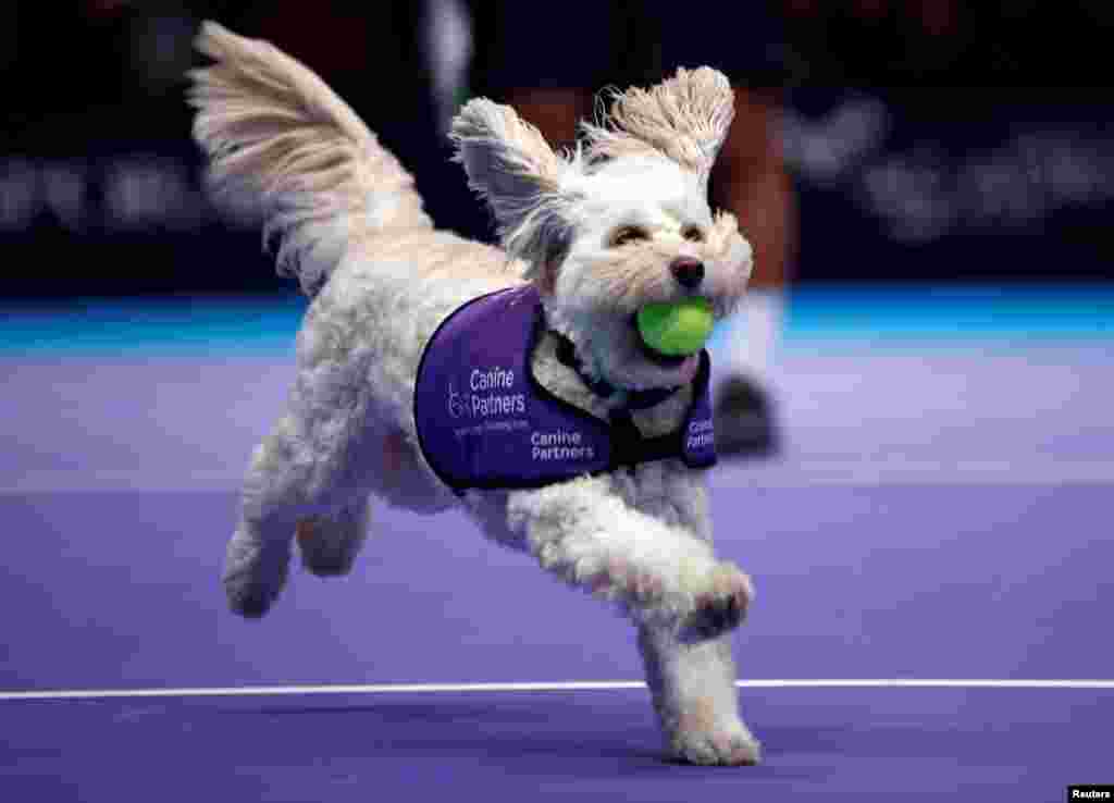 A dog from the charity &#39;Canine Partners&#39; acts as ball boy for a game during a Champions Tennis doubles match between Mansour Bahrami and Juan Carlos Ferrero vs Henri Leconte and Mikael Pernfors at the Royal Albert Hall in London, Britain, Dec. 6, 2018.
