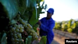 FILE - Workers harvest grapes at the La Motte wine farm in Franschhoek near Cape Town, South Africa in this picture taken January 29, 2016.