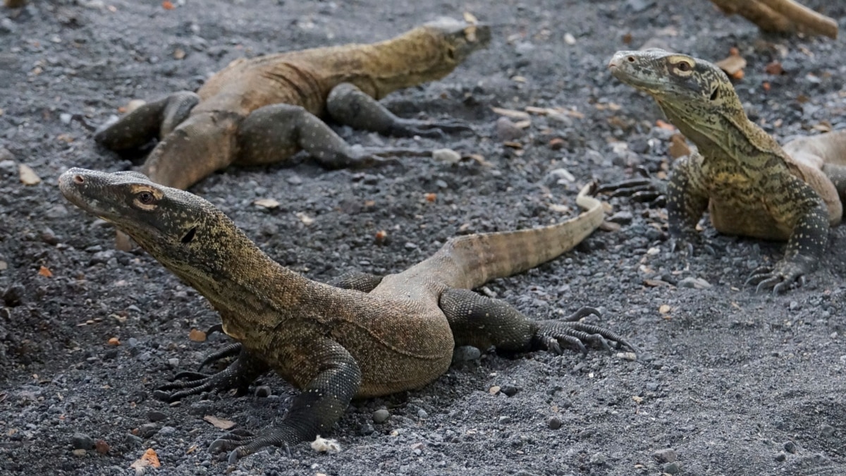 Kebun binatang Indonesia mencoba menyelamatkan komodo