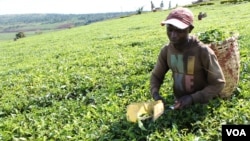 Worker uses plucking shears to pick tea, which tends to reduce quality of the finished product, Uganda, Oct. 2, 2012. (H. Heuler/VOA)