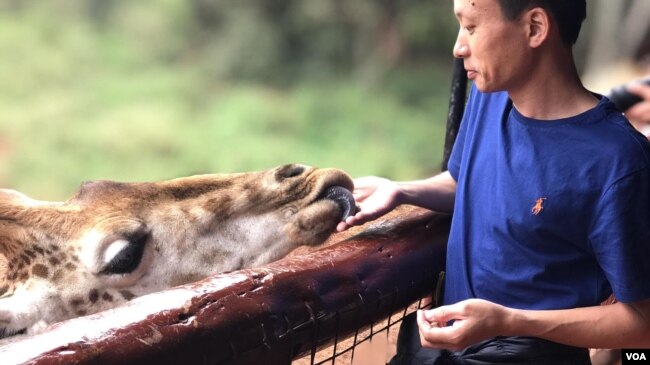 Khu bảo tồn hươu ở Nairobi, giá vào cửa khoảng 15 đô la cho người nước ngoài. (Hình: Hùng Nguyễn)