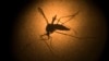 An Aedes aegypti mosquito known to carry the Zika virus, is photographed through a microscope at the Fiocruz institute in Recife, Brazi, Jan. 16, 2016.