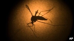 An Aedes aegypti mosquito known to carry the Zika virus, is photographed through a microscope at the Fiocruz institute in Recife, Brazi, Jan. 16, 2016.