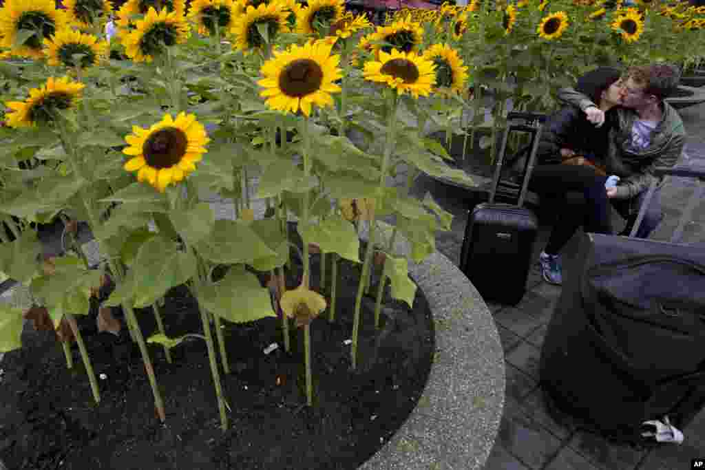 A traveler couple kiss as they sit on a large pot with sunflowers outside Schiphol Airport&#39;s passenger terminal in Amsterdam, the Netherlands.