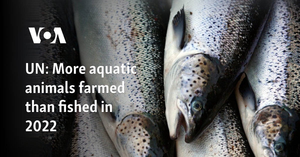 More aquatic animals farmed than fished in 2022