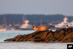 A grey seal moves across rocks on a small island in Casco Bay, Thursday, July 30, 2020, off Portland, Maine. Seals are thriving off the northeast coast thanks to decades of protections. Many scientists believe the increased seal population is leading to more human encounters with white sharks, who prey on seals. (AP Photo/Robert F. Bukaty)