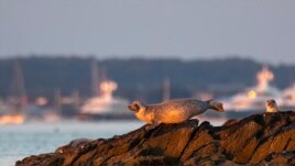 A grey seal moves across rocks on a small island in Casco Bay, Thursday, July 30, 2020, off Portland, Maine. Seals are thriving off the northeast coast thanks to decades of protections. Many scientists believe the increased seal population is leading to more human encounters with white sharks, who prey on seals. (AP Photo/Robert F. Bukaty)