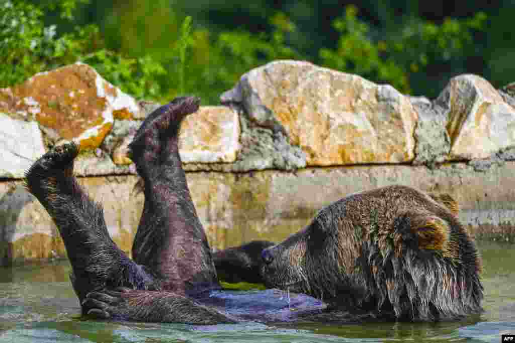 A brown bears cools off in a pool at the bear sanctuary area near the village of Mramor, Kosovo.