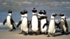 Penguin Afrika, yang juga dikenal dengan nama Penguin Kaki Hitam, tampak berkumpul di Taman Nasional Table Mountain yang terletak antara Simonstown dan Cape Point, di dekat Cape Town, Afrika Selatan, pada foto yang diambil 4 Juli 2010. 