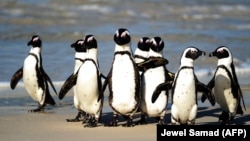 Penguin Afrika, yang juga dikenal dengan nama Penguin Kaki Hitam, tampak berkumpul di Taman Nasional Table Mountain yang terletak antara Simonstown dan Cape Point, di dekat Cape Town, Afrika Selatan, pada foto yang diambil 4 Juli 2010. Kelompok penguin te