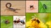 کشنده‌ترین حشرات در جهان کدام‌ها اند 
