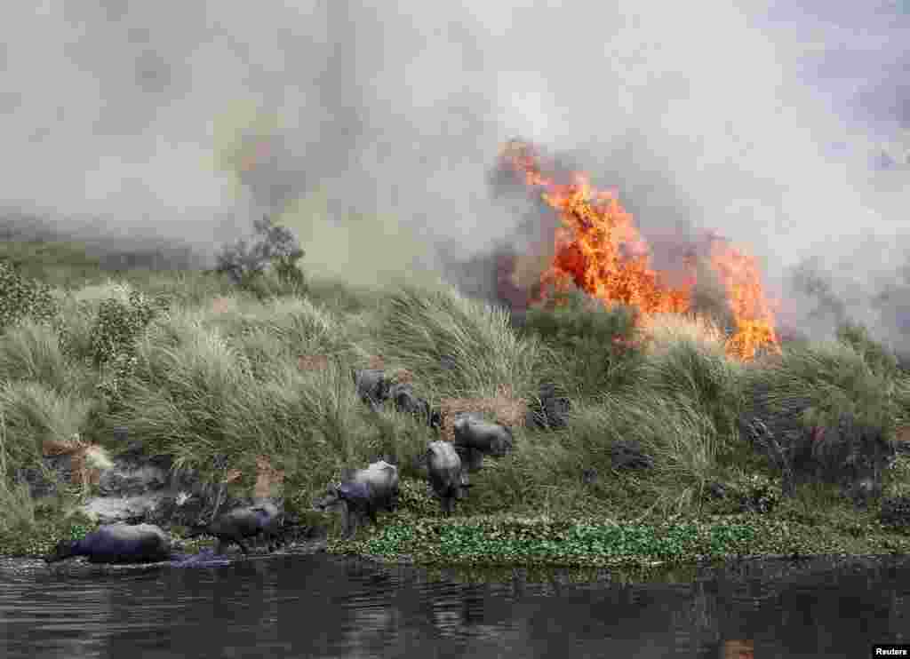 Kerbau-kerbau menyelamatkan diri dari kebakaran, yang menyebar di lahan dekat sungai Yamuna, di hari yang panas di New Delhi, India.