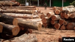 Brazilian officers guard a yard filled with trees which were illegally logged from the Amazon rainforest in Nova Esperanca do Piria, Para state, September 25, 2013.