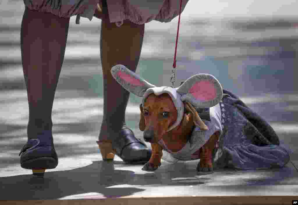 به بهانه رژه سگ&zwnj;های پاکوتاه در سنت&zwnj;پترزبورگ روسیه - در رژه سالهای قبل برخی سگ شان را مثل این، به شکل موش در آوردند.&nbsp;