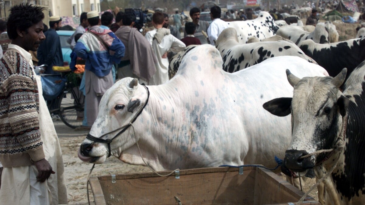 بھارتی کشمیر میں عید پر جانوروں کی قربانی کی اجازت دینے یا نہ دینے کا معاملہ ہے کیا؟ - Vimarsana News