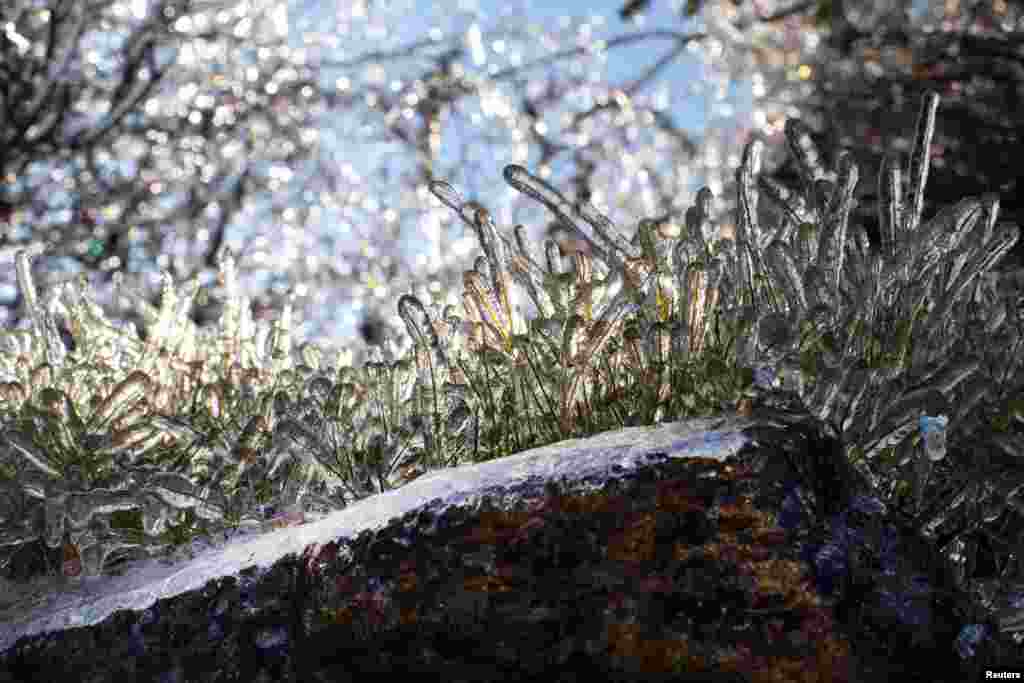 Field grass is seen coated in a layer of ice after a winter storm in Nyack, New York.