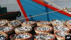 Hasil tangkapan ikan di Pelabuhan Lampulo Banda Aceh (foto: dok). Nelayan Aceh mengeluhkan banyaknya pencurian ikan di perairan Aceh oleh kapal asing.