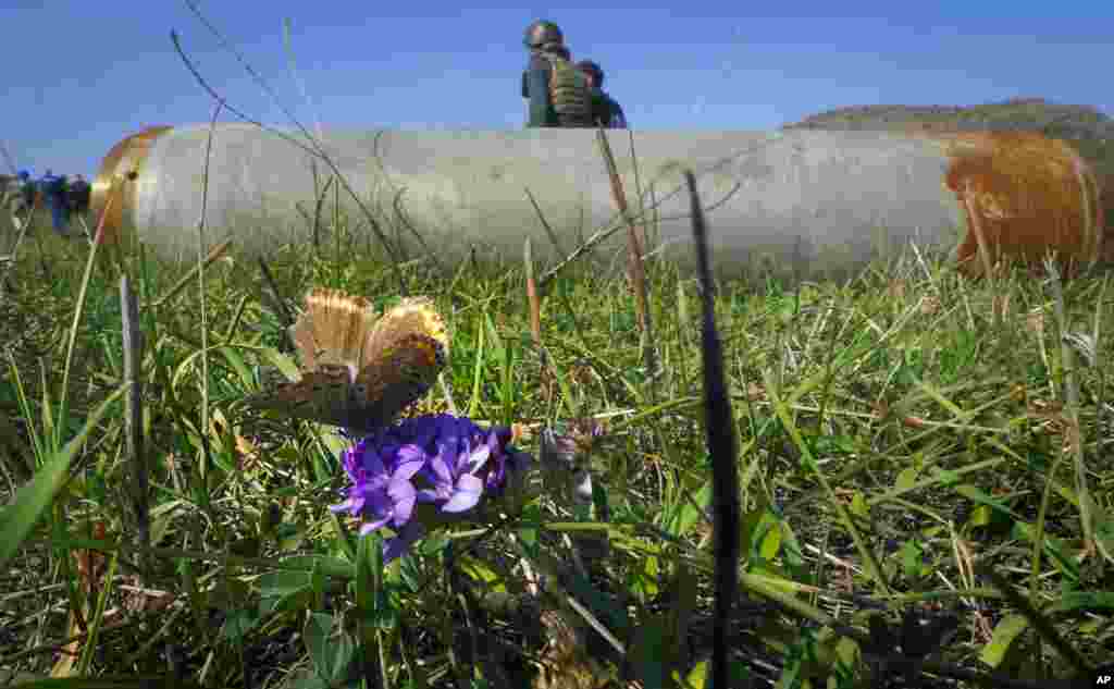 A butterfly sits on a flower near a fragment of a rocket after shelling by Azerbaijan&#39;s artillery in Stepanakert, in the separatist region of Nagorno-Karabakh.