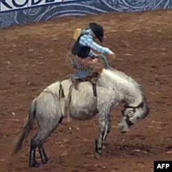 Texas: Chorvachilik yarmarkarlari va rodeo o'yinlari