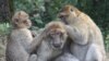 An older Barbary macaque being groomed by younger macaques at the La Forêt des Singes Park in Rocamadour, France.