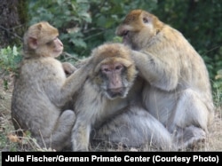 An older Barbary macaque being groomed by younger macaques at the La Forêt des Singes Park in Rocamadour, France.