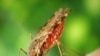Researchers screened about two million compounds before finding that NITD609 might be effective in the fight against malaria.