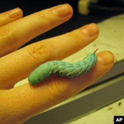 Study of soft tissues in caterpillars could lead to the re-examination of how soft tissues perform in humans.