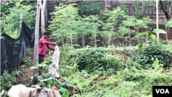 Seorang petani tengah menggarap lahan di kecamatan Cimenyan, kabupaten Bandung, sementara deretan pohon kelor nampak tumbuh tinggi dikelilingi banyak jenis tanaman lain. (Foto: VOA/Rio Tuasikal)