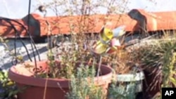 Roof Top Gardening is a Growing Trend in New York City